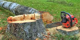 Reliable Edgewood, PA Tree Services Solutions