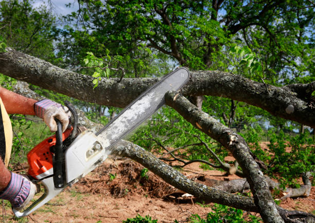 How Our Tree Care Process Works  in  Edgewood, PA